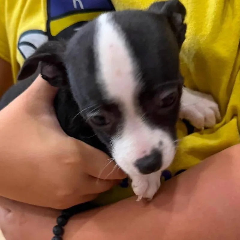 A baby small-sized male Black Mixed Breed dog named Blynken for adoption in Fredericksburg, VA