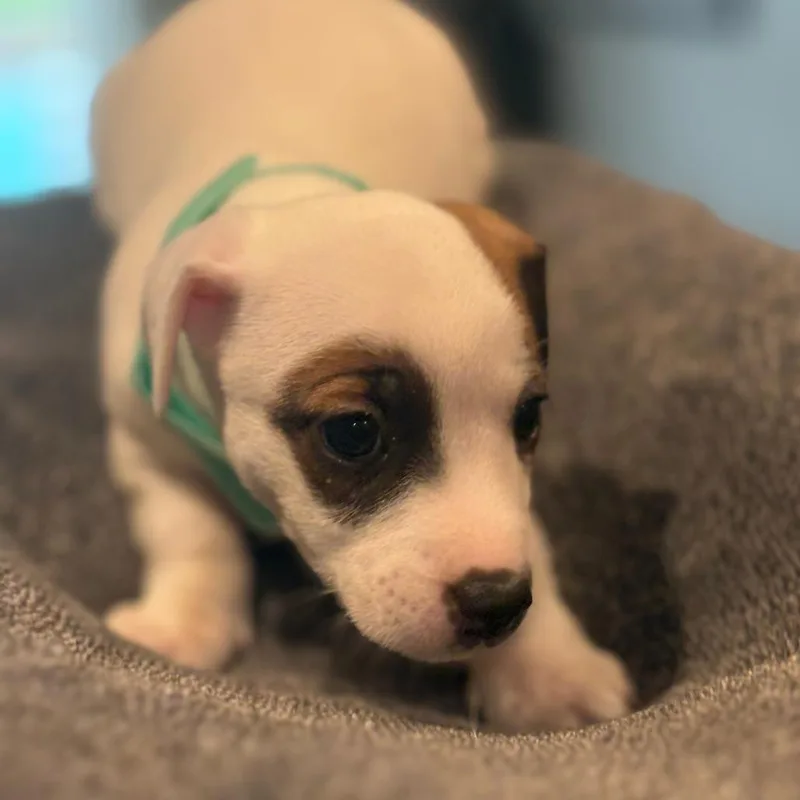 A baby small-sized female White / Cream Jack Russell Terrier dog named Dolly for adoption in Staten Island, NY