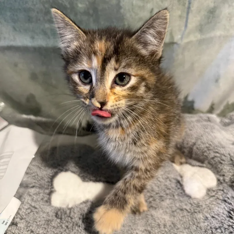 A baby small-sized female Brown / Chocolate Domestic Short Hair cat named Tuna for adoption in Buffalo, MN