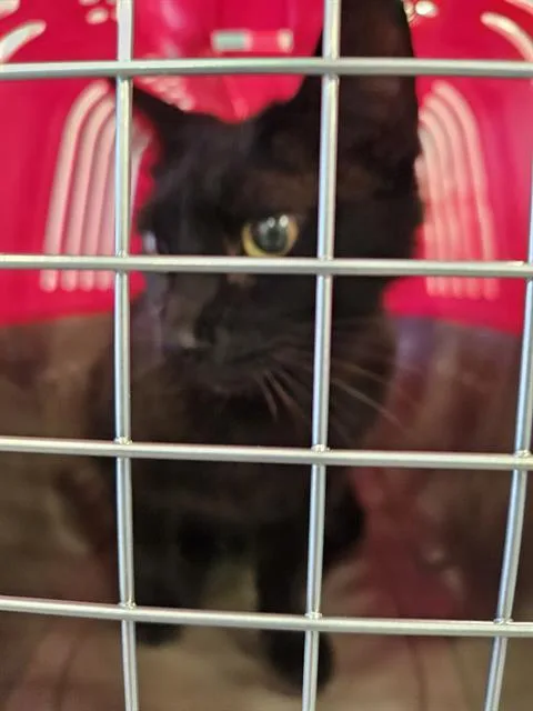 An adult medium-sized female Domestic Short Hair cat named Zara for adoption in Palmetto, FL