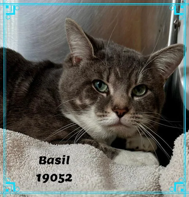 An adult large-sized male Tabby (Gray / Blue / Silver) Domestic Short Hair cat named Basil for adoption in Marietta, GA