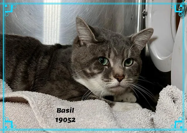 Basil thumbnail 2