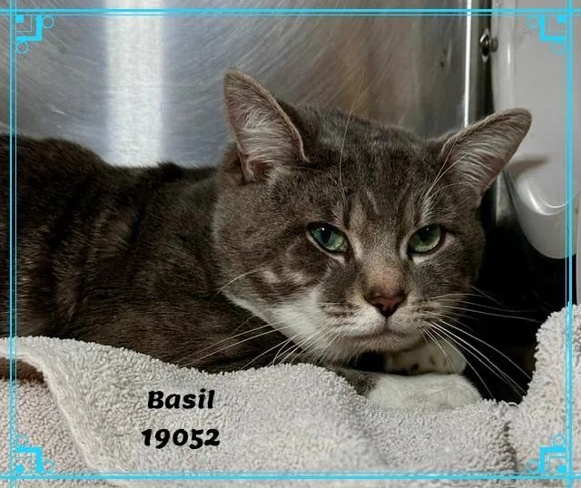 Basil thumbnail 3