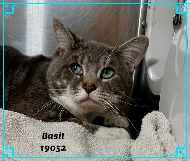 Basil thumbnail 4