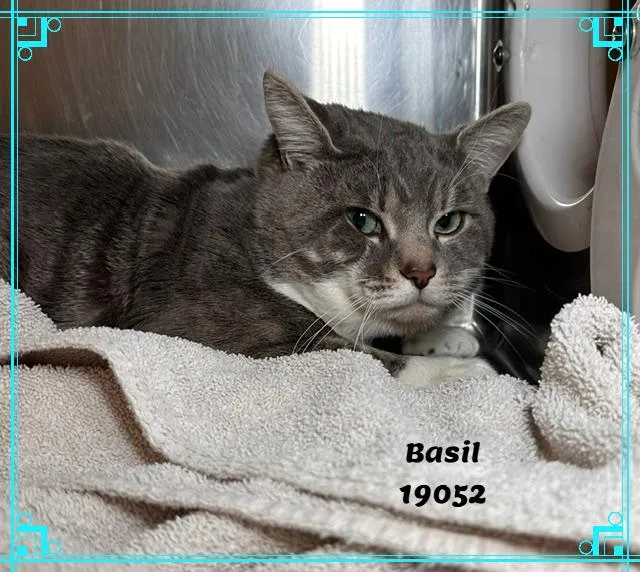 Basil thumbnail 5