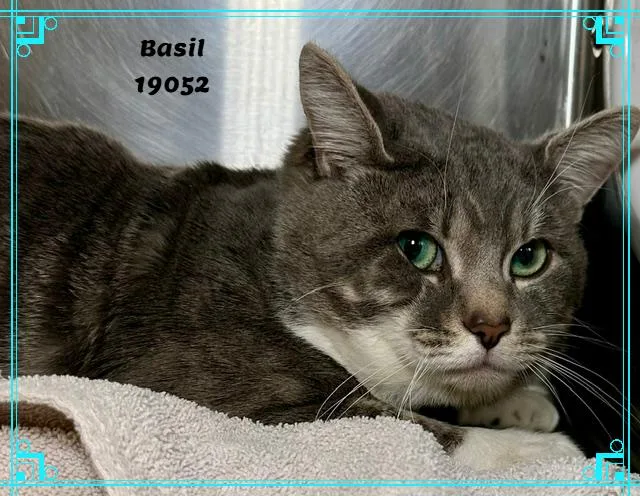 Basil thumbnail 6