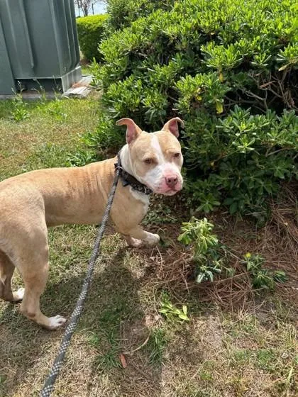 An adult large-sized female Mixed Breed dog named Esme for adoption in Savannah, GA