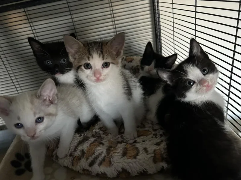 A baby medium-sized male Gray & White Domestic Short Hair cat named Starburst for adoption in Clinton Township, MI