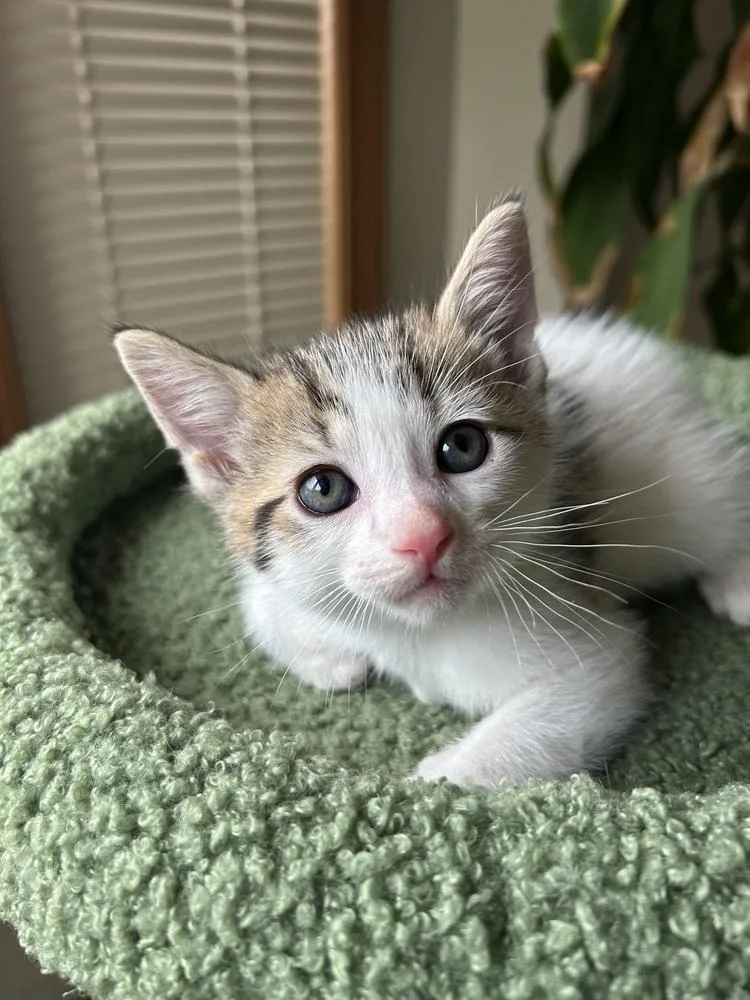 Starburst thumbnail 2