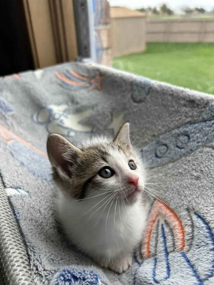 Starburst thumbnail 3