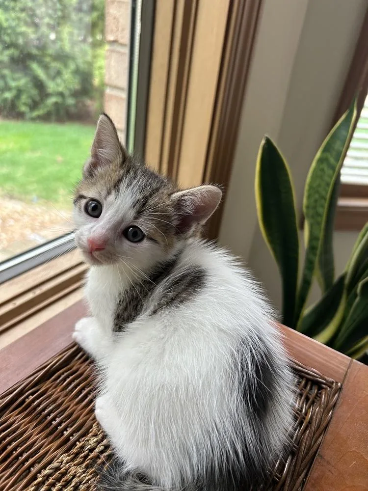 Starburst thumbnail 4