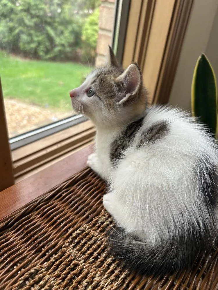 Starburst thumbnail 5