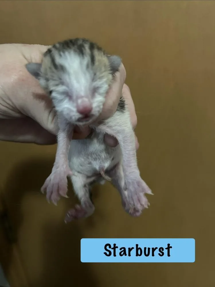 Starburst thumbnail 6