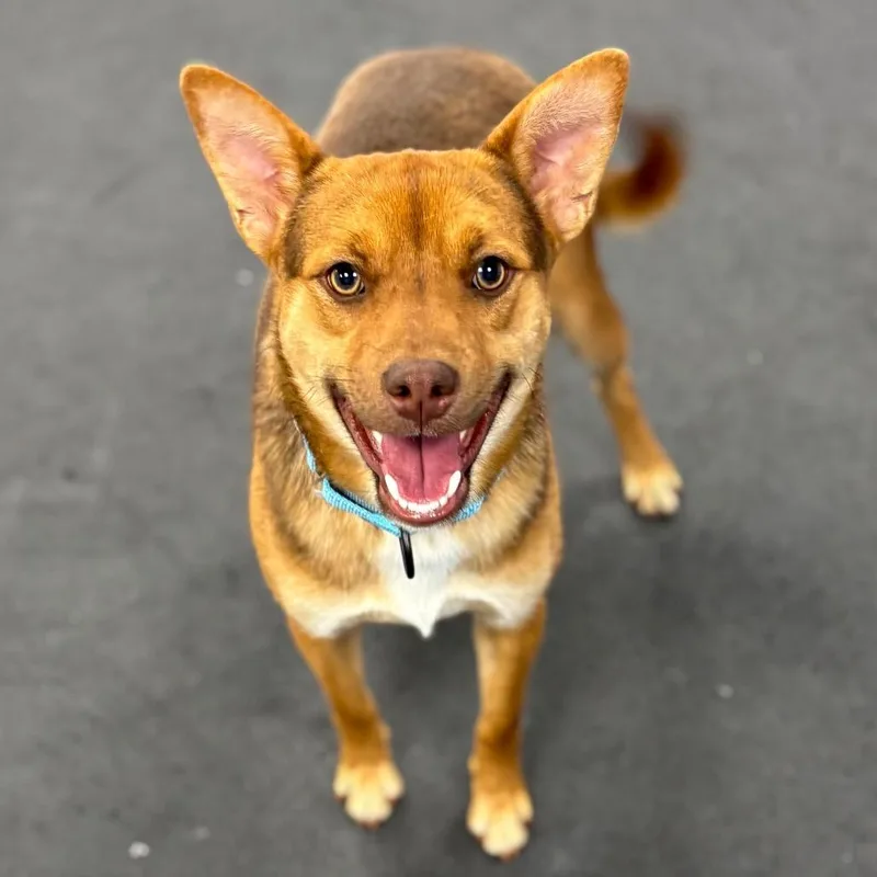 A young medium-sized male Brown / Chocolate Mixed Breed dog named Alfie for adoption in New York, NY