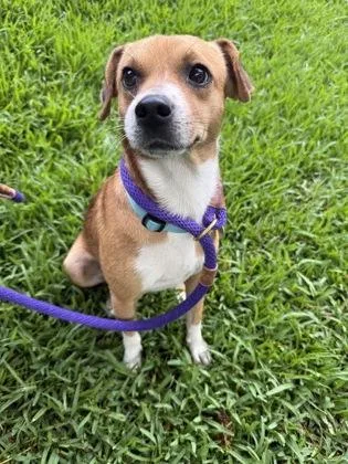 An adult small-sized male Mixed Breed dog named Jocko for adoption in Honolulu, HI