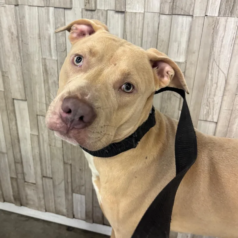 A young medium-sized male Terrier dog named Red for adoption in Tampa, FL