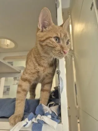 An adult large-sized male Domestic Short Hair cat named Piplup for adoption in Columbus, IN