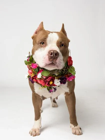 An adult medium-sized female Mixed Breed dog named Rosa for adoption in Atlanta, GA