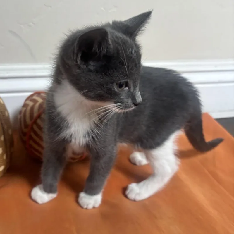 A baby small-sized male Gray / Blue / Silver Domestic Short Hair cat named Blue Jay for adoption in Long Beach, CA