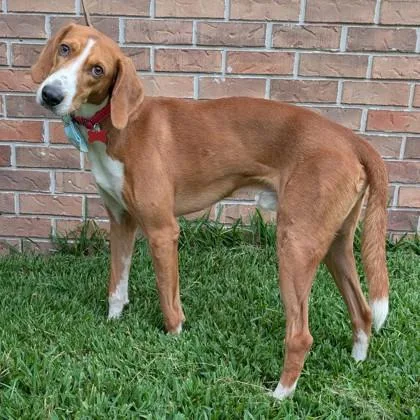 Walker Oake thumbnail 3