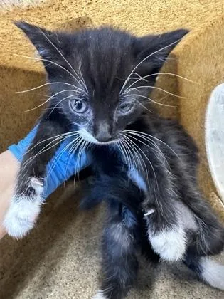 A baby small-sized male Domestic Short Hair cat named Kiwi for adoption in Shreveport, LA