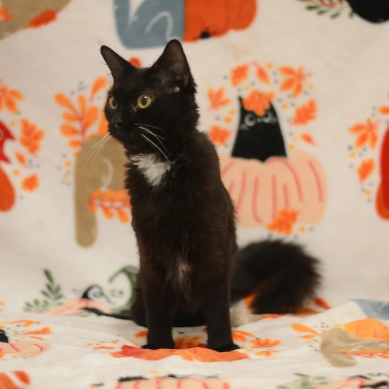 A baby medium-sized female Black Domestic Medium Hair cat named Pretzel for adoption in Manchester, MD