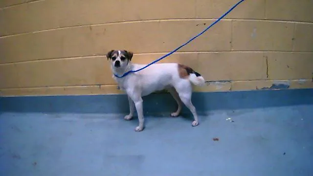 A young small-sized female Parson Russell Terrier dog named Bella for adoption in Tulsa, OK