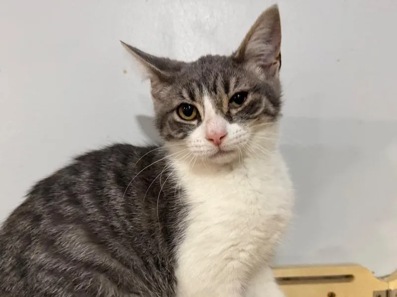 A baby small-sized male Tabby cat named Frank for adoption in Powell, OH