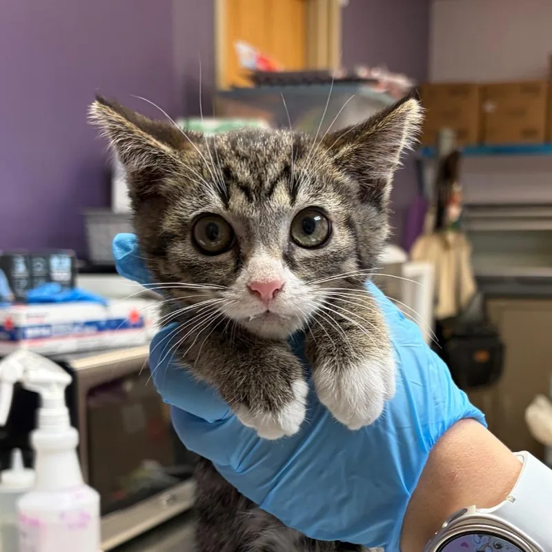 A baby small-sized female Brown / Chocolate Domestic Short Hair cat named Amber for adoption in Newark, NJ