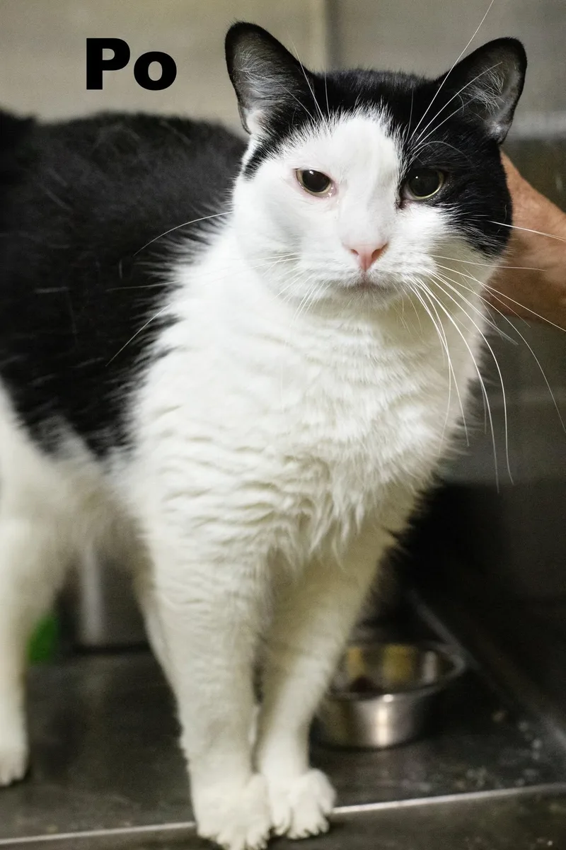 An adult large-sized male Domestic Short Hair cat named Po for adoption in Macomb, IL