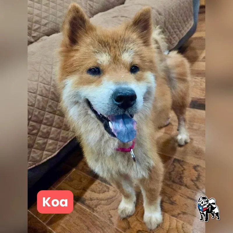 Koa