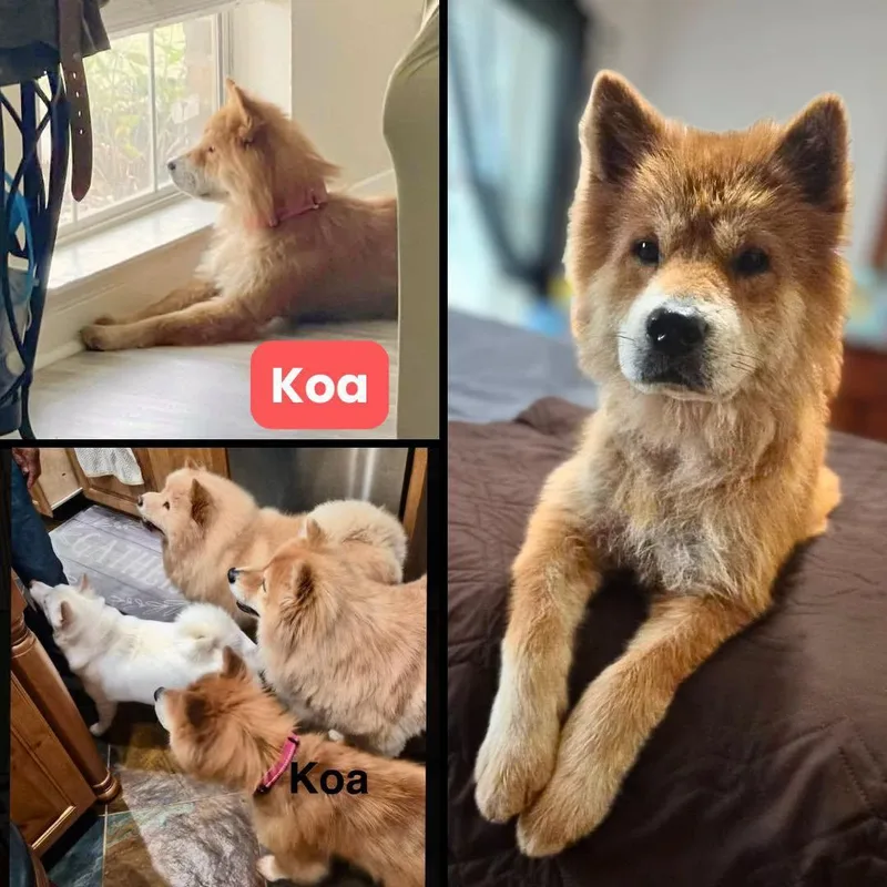 Koa thumbnail 2