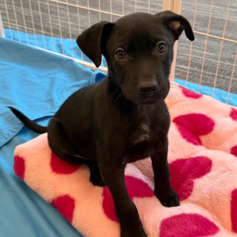 A baby small-sized male Black Mixed Breed dog named Daisy's Pack Pup: Lotus for adoption in Falls Church, VA