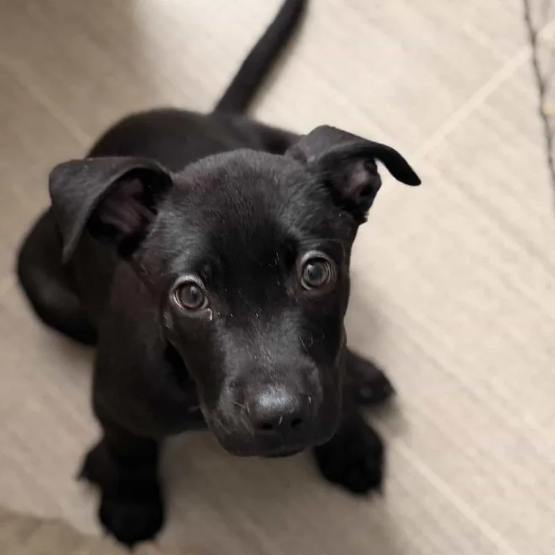 Daisy's Pack Pup: Lotus thumbnail 2
