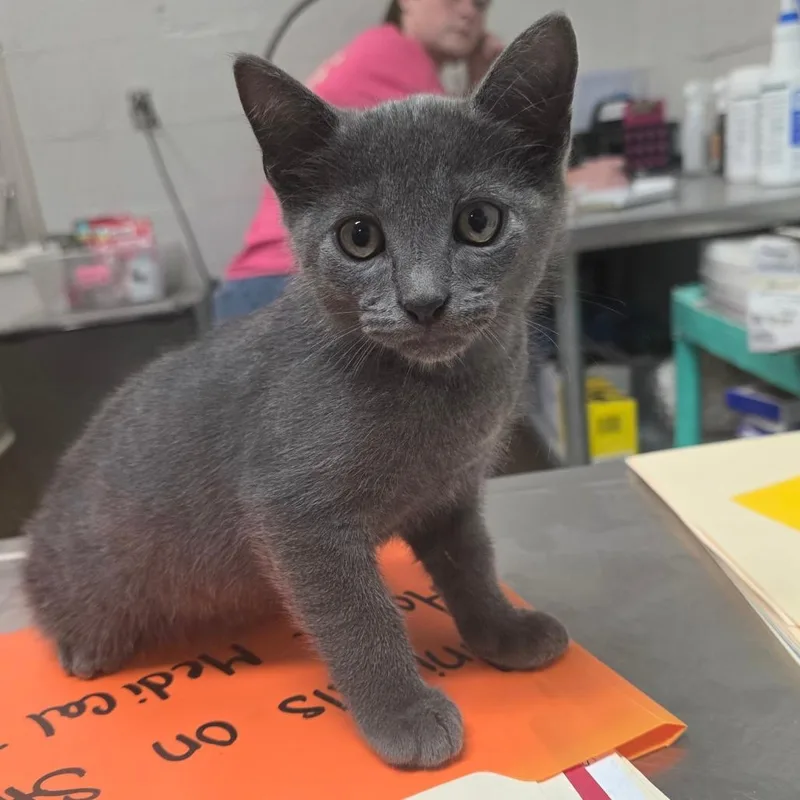 A baby small-sized male Gray / Blue / Silver Domestic Short Hair cat named Pongo for adoption in Clanton, AL