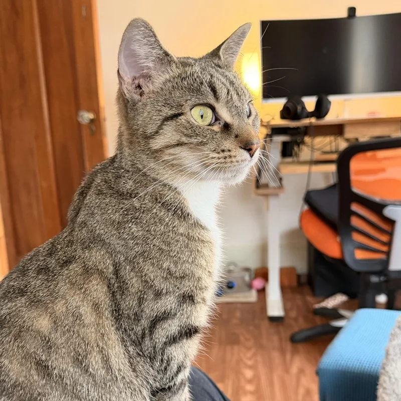 An adult medium-sized female Domestic Short Hair cat named Hope for adoption in Honeoye, NY