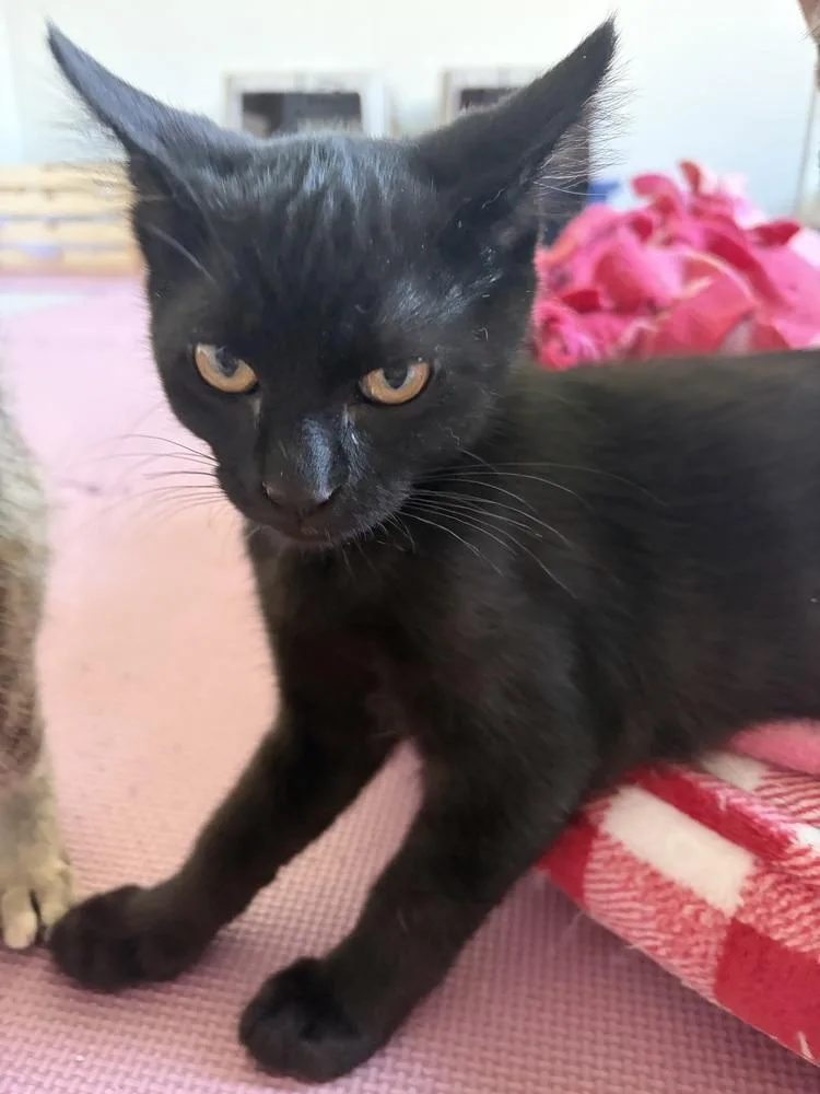 A baby medium-sized male Black Domestic Short Hair cat named Doug Funnie for adoption in Clinton Township, MI