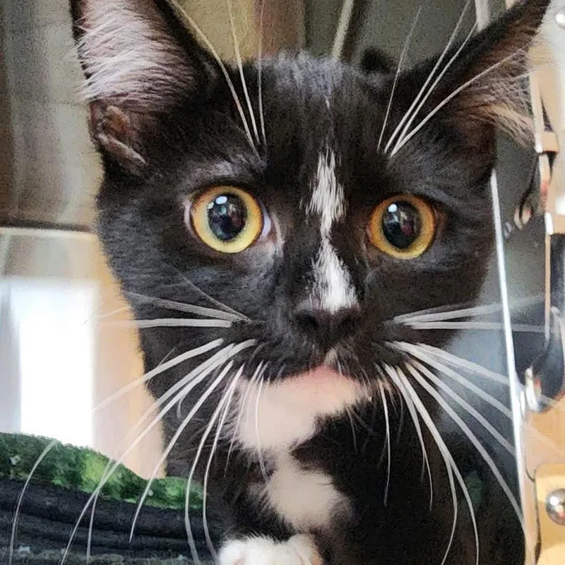 A baby small-sized male Domestic Short Hair cat named Bara for adoption in Shinnston, WV