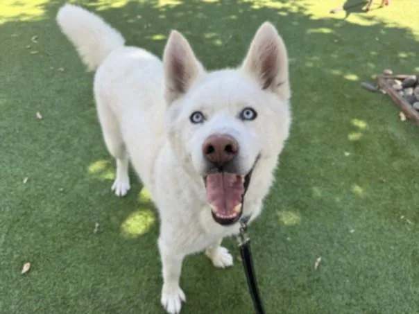 An adult large-sized male Mixed Breed dog named Skipper for adoption in Van Nuys, CA