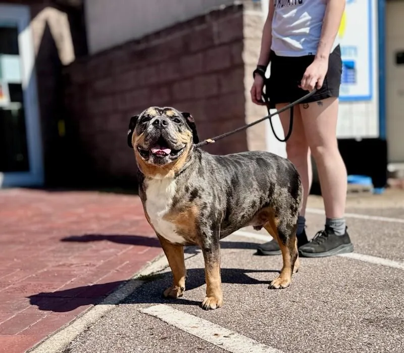 An adult large-sized male Merle (Blue) American Bulldog dog named Duke Hinkle for adoption in Wooster, OH