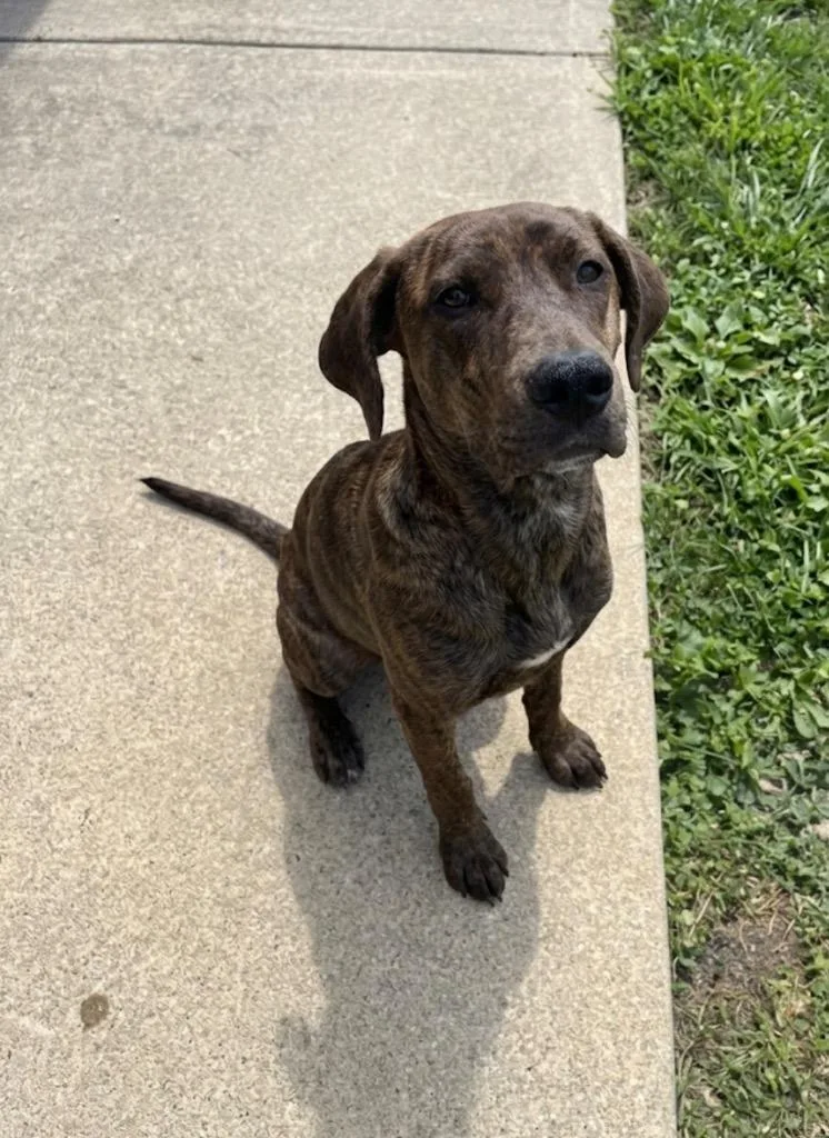 An adult medium-sized male Plott Hound dog named Copper for adoption in Wabash, IN