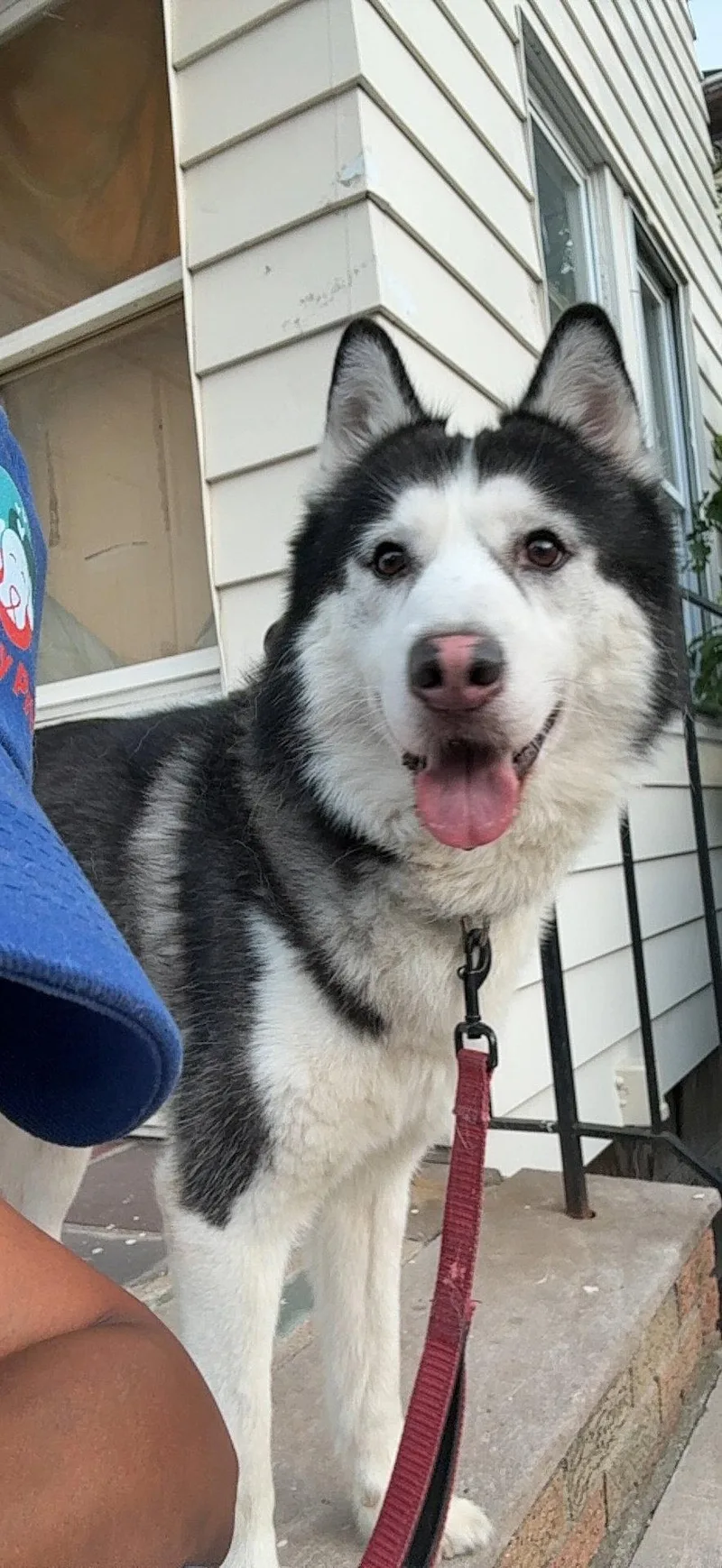 An adult large-sized male Husky dog named Bruce NJ for adoption in Rockaway, NJ