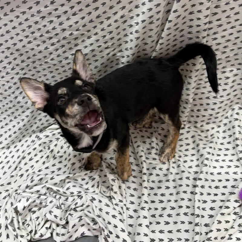 A baby small-sized male Black Shepherd dog named Chevron for adoption in Austin, TX