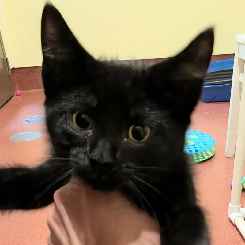 A baby small-sized male Black Domestic Short Hair cat named Kermit for adoption in New York, NY
