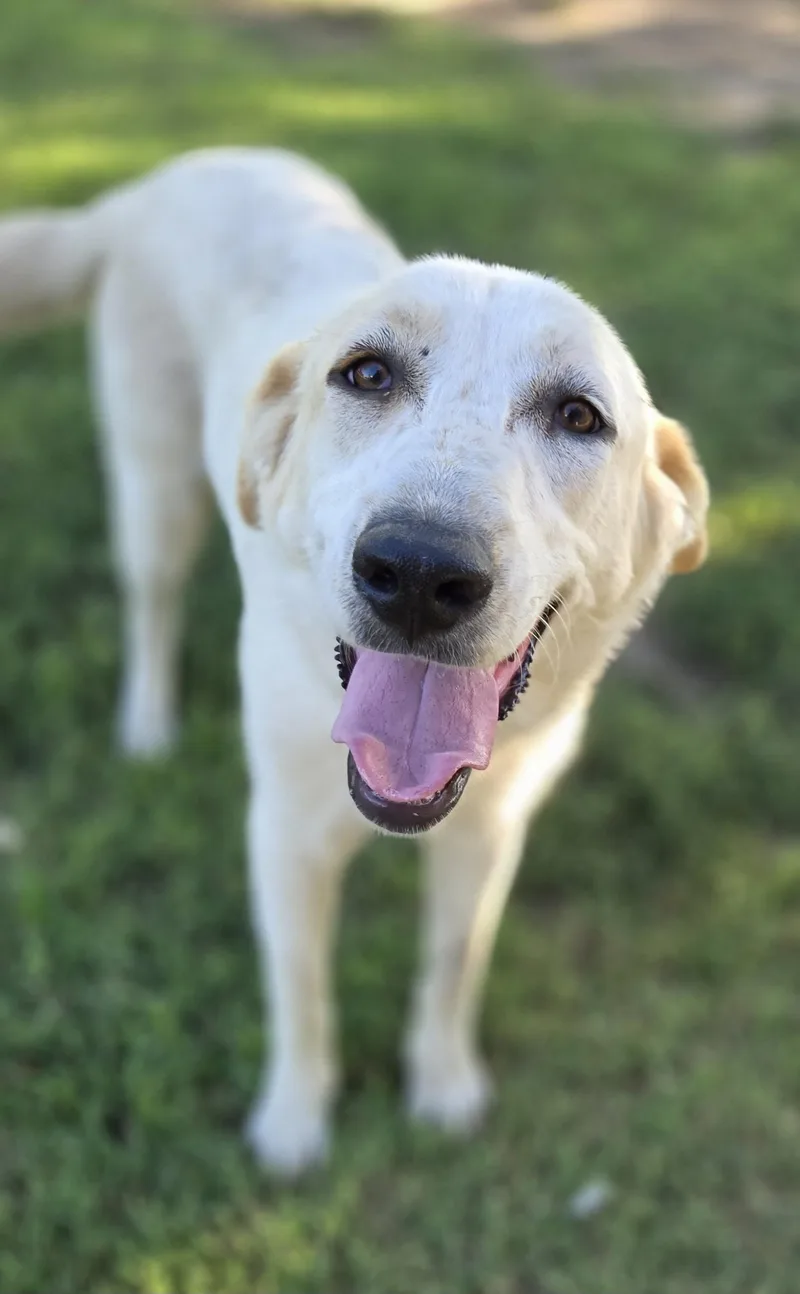 A young medium-sized female Great Pyrenees dog named Toffee for adoption in Okemah, OK