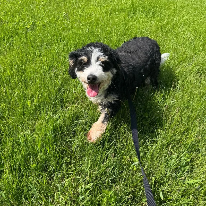 Marcie