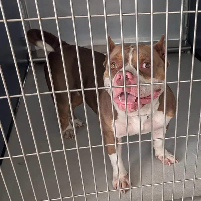 An adult medium-sized female Brown / Chocolate American Staffordshire Terrier dog named Rebekah Marie for adoption in Greenville, SC