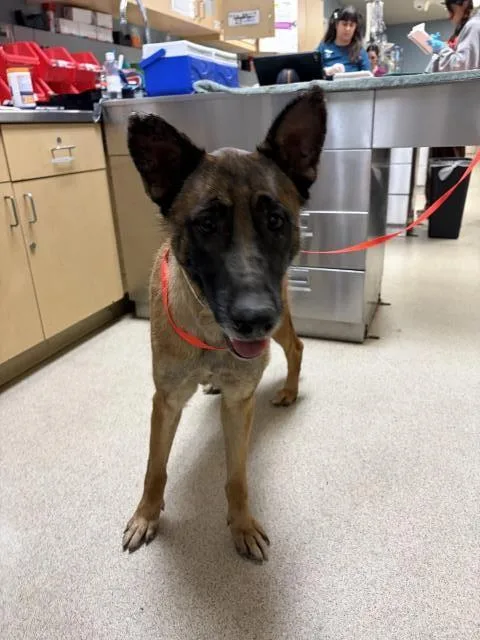 A young medium-sized female Belgian Shepherd / Malinois dog named Nebula for adoption in Riverside, CA