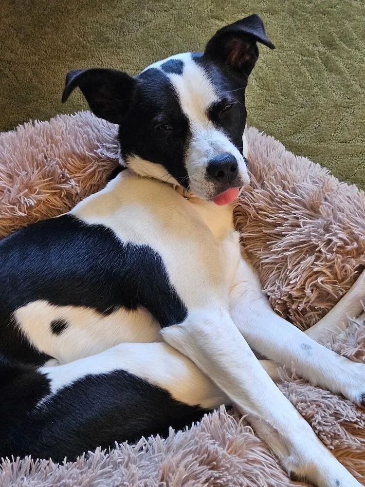 A baby medium-sized female Tricolor (Brown, Black, & White) Pit Bull Terrier dog named Penny for adoption in Pottstown, PA