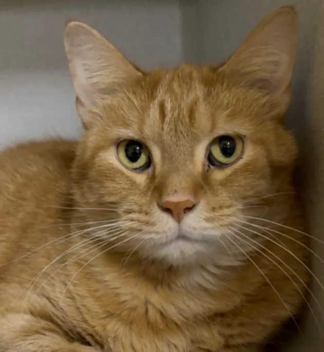 An adult large-sized male Tabby (Orange / Red) Domestic Short Hair cat named Newton for adoption in Osseo, MI